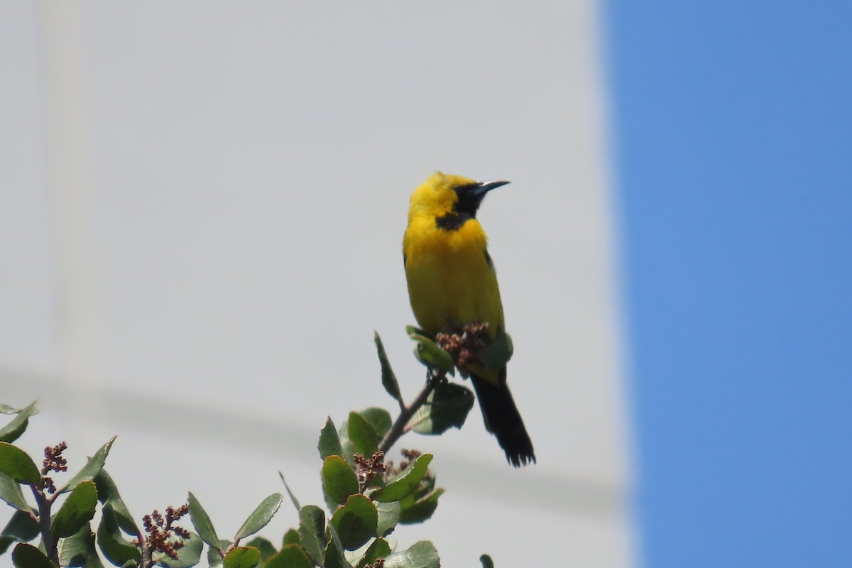 Hooded Oriole - ML638300719
