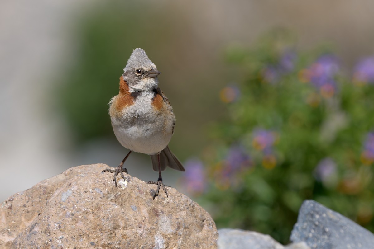 Rufous-collared Sparrow - ML638300720
