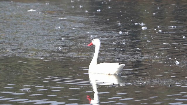 Coscoroba Swan - ML638300724