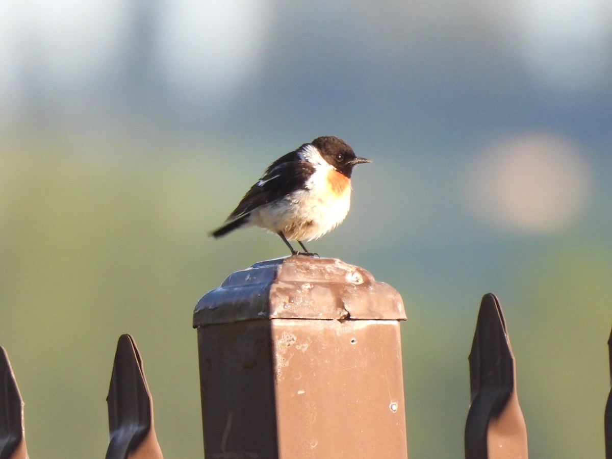 Siberian Stonechat - ML638300727