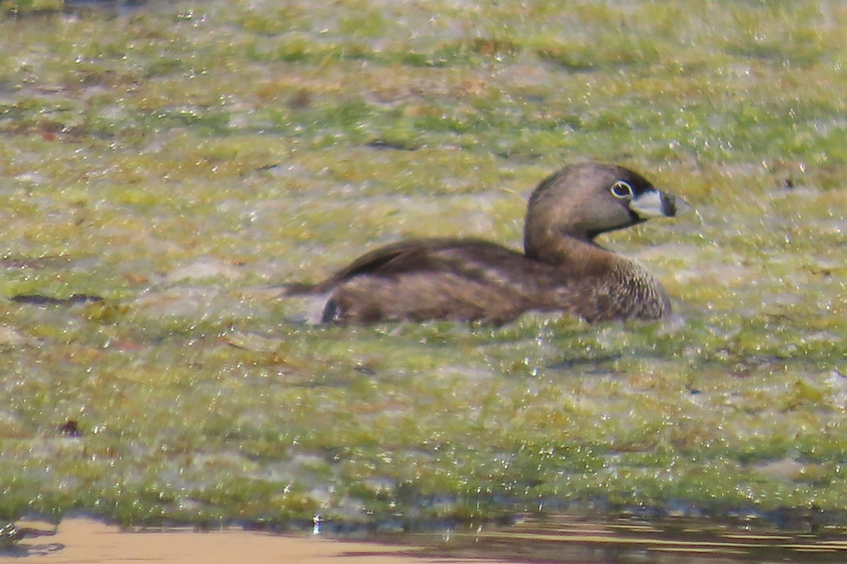 Pied-billed Grebe - ML638300728