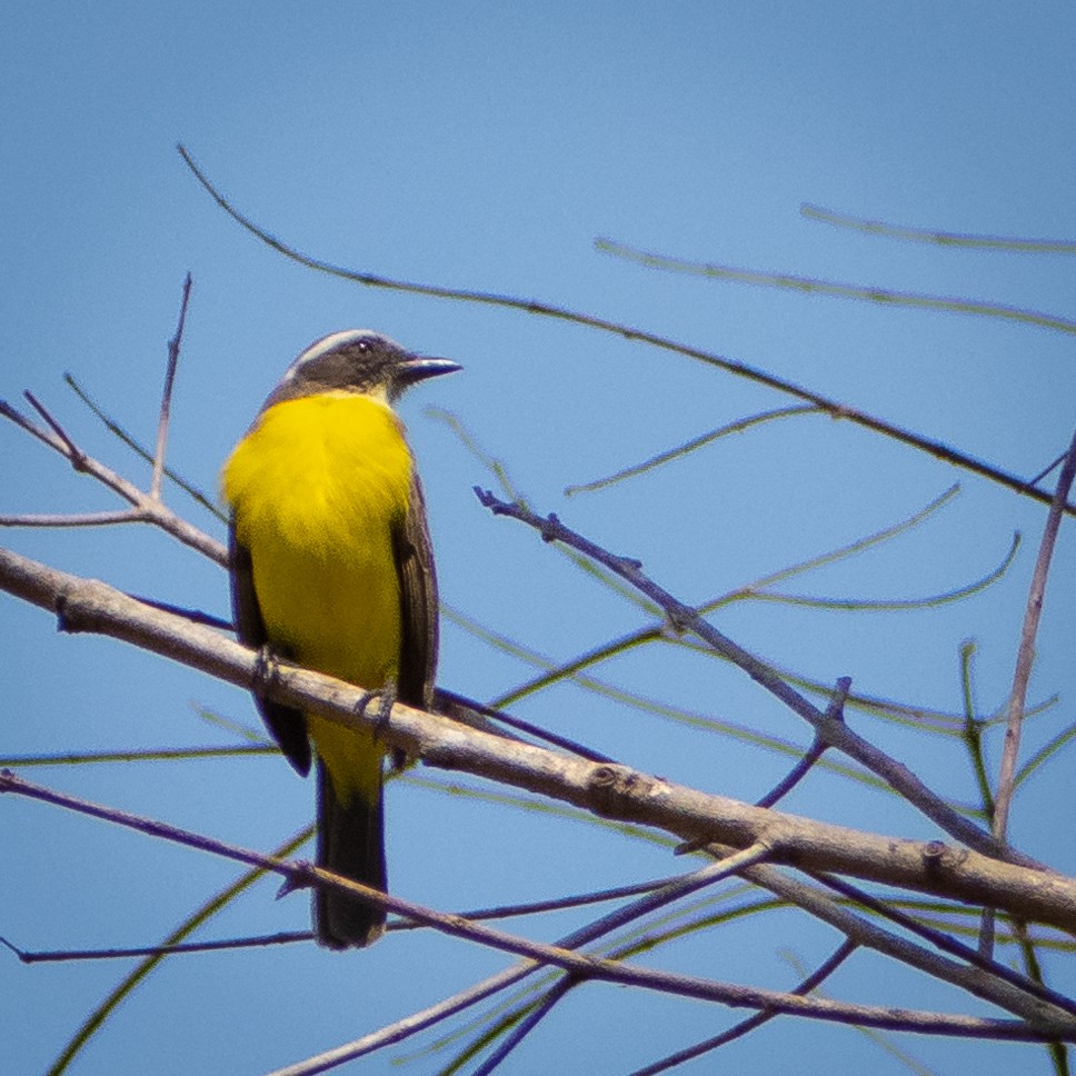 Social Flycatcher - ML638300729