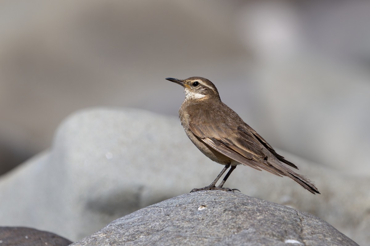 Buff-winged Cinclodes - ML638300730