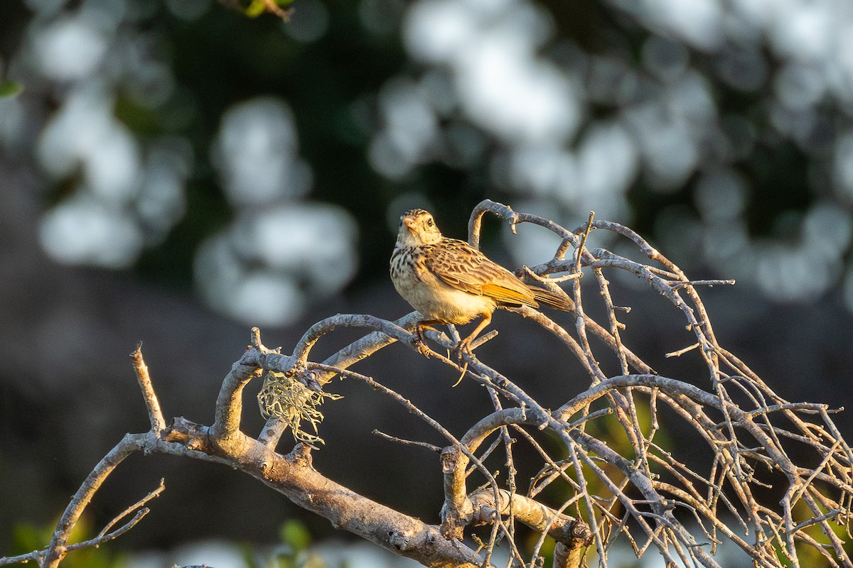 Jerdon's Bushlark - ML638300737