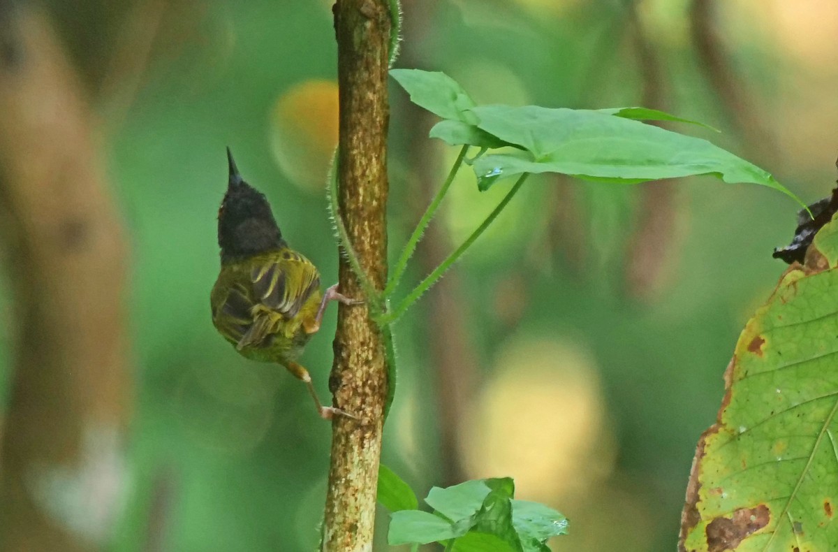 White-eared Tailorbird - ML638300739