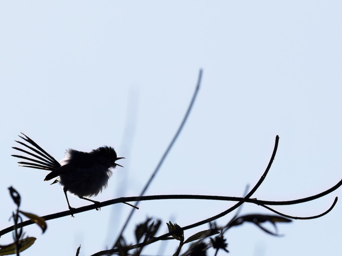 California Gnatcatcher - ML638300745