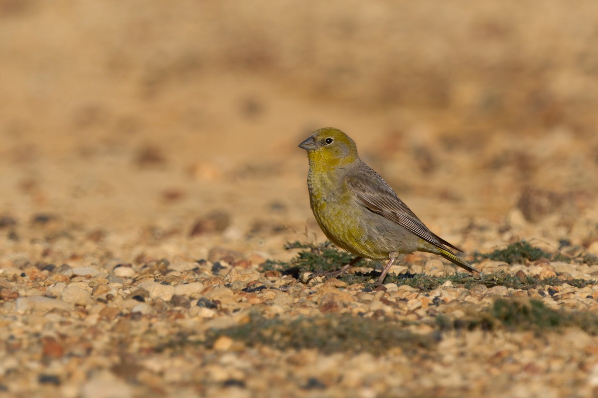 Greater Yellow-Finch - ML638300751