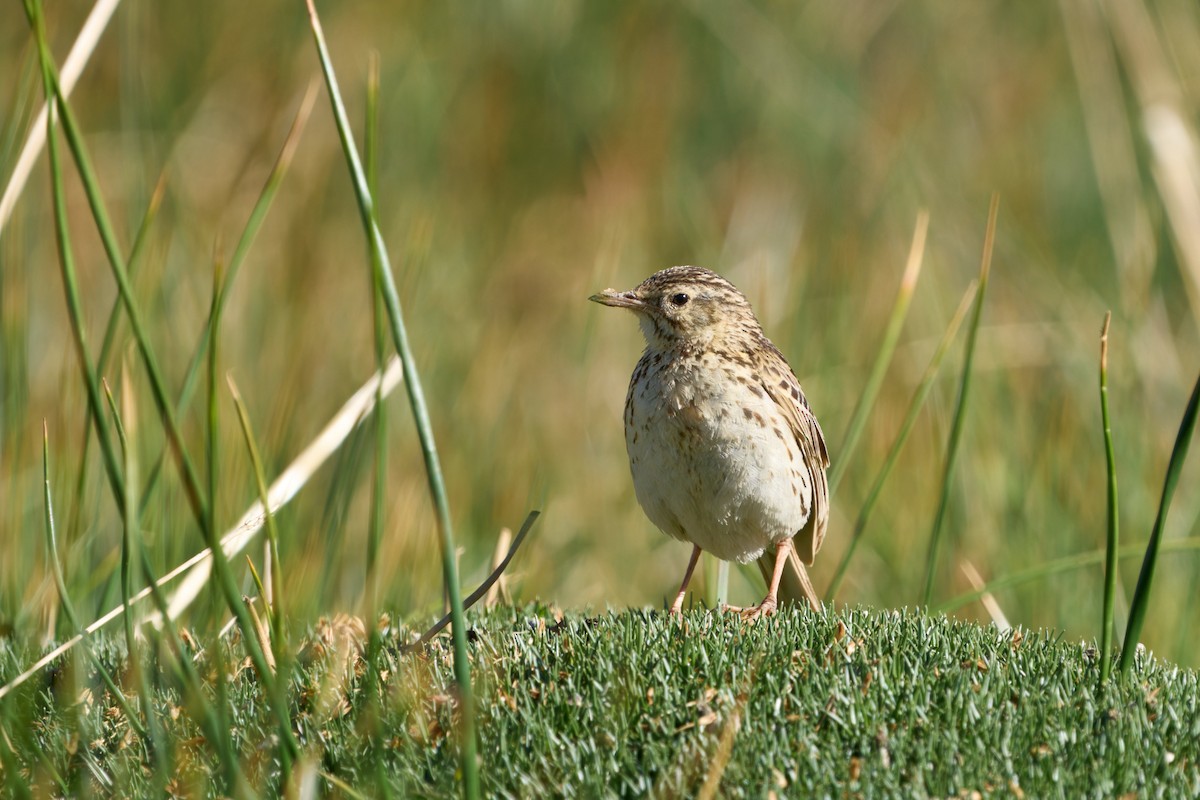 Correndera Pipit - ML638300754