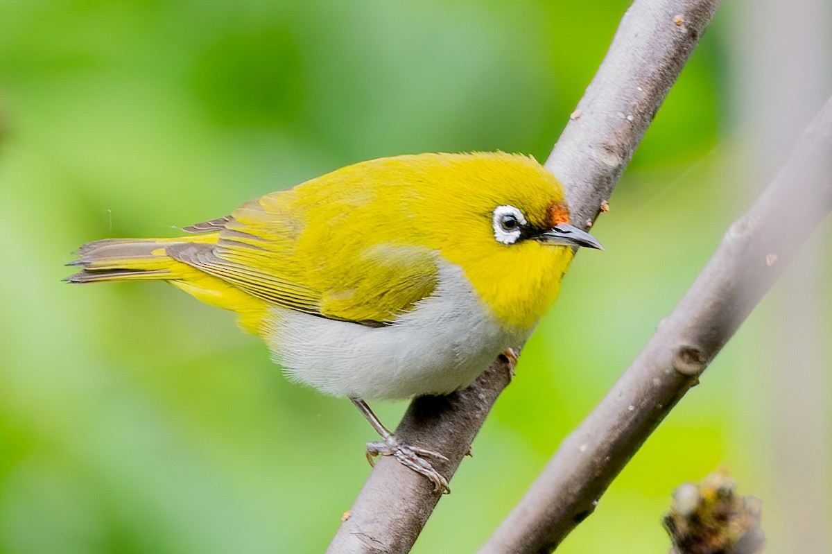 Indian White-eye - ML638300764