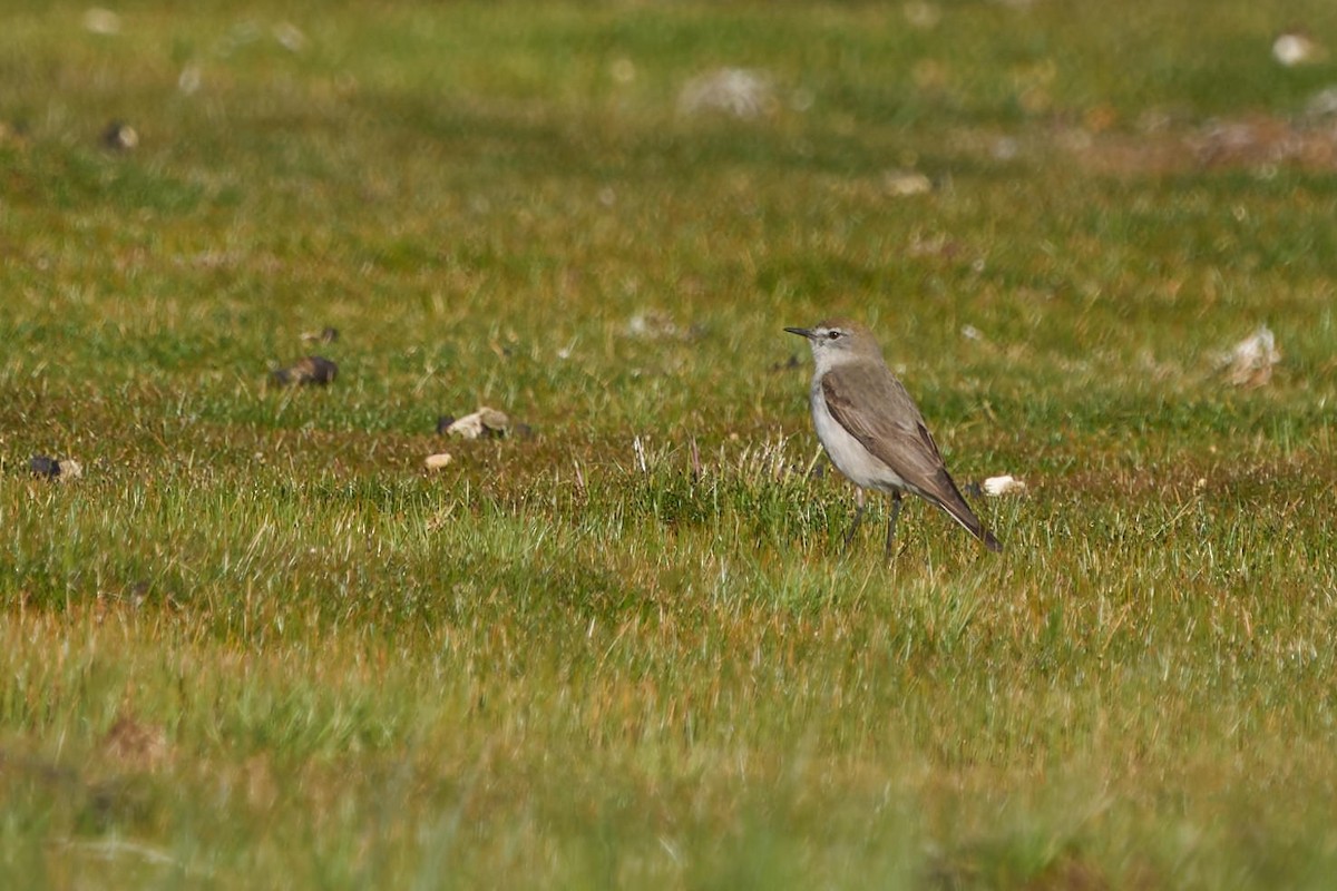 White-browed Ground-Tyrant - ML638300765