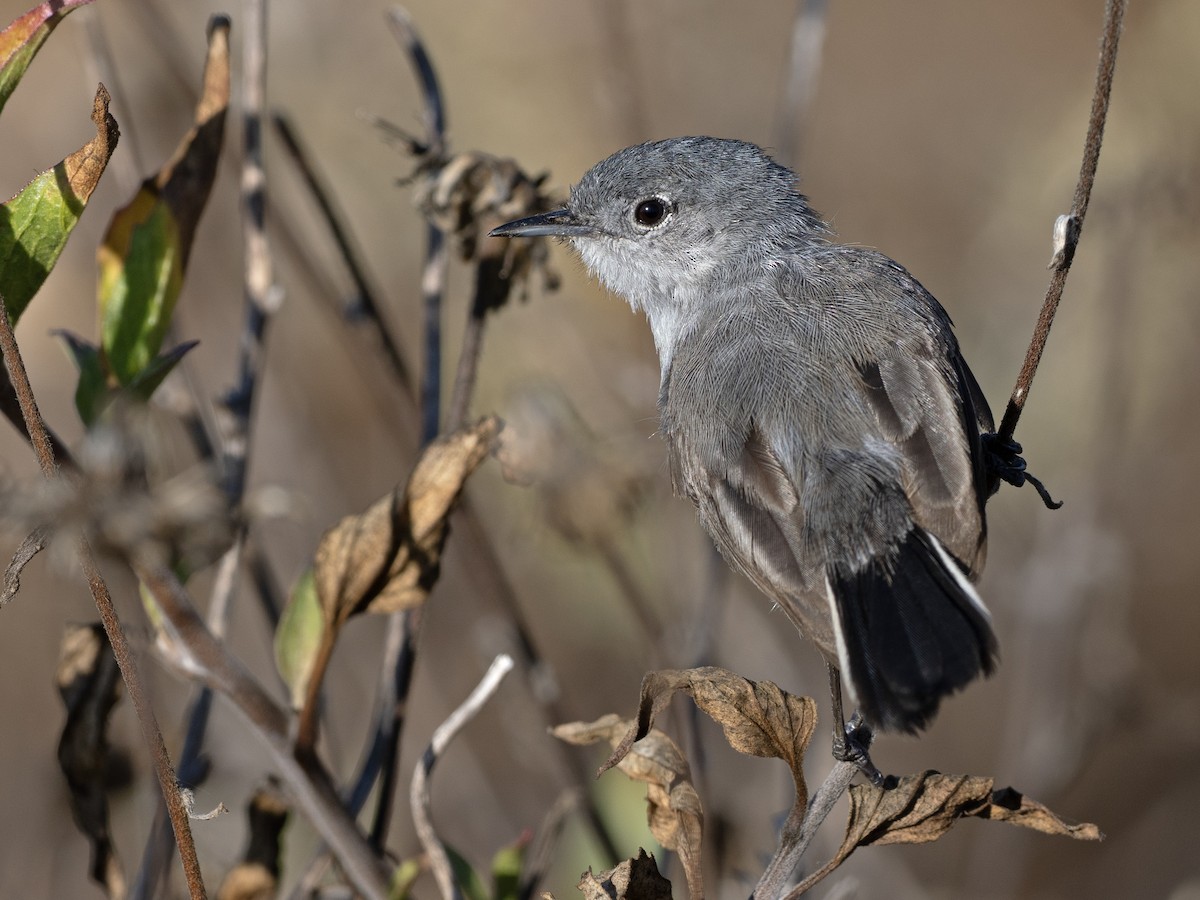 California Gnatcatcher - ML638300766