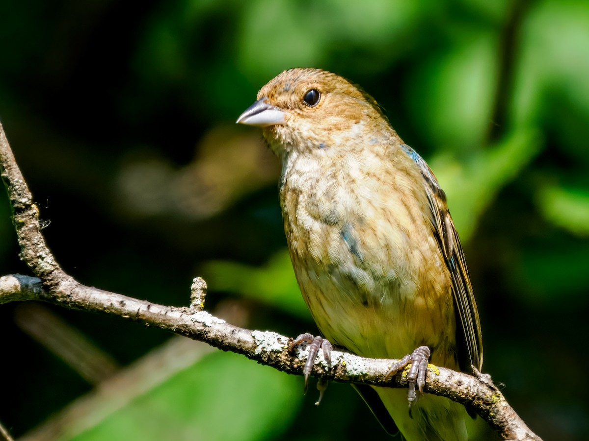 Indigo Bunting - ML638300769