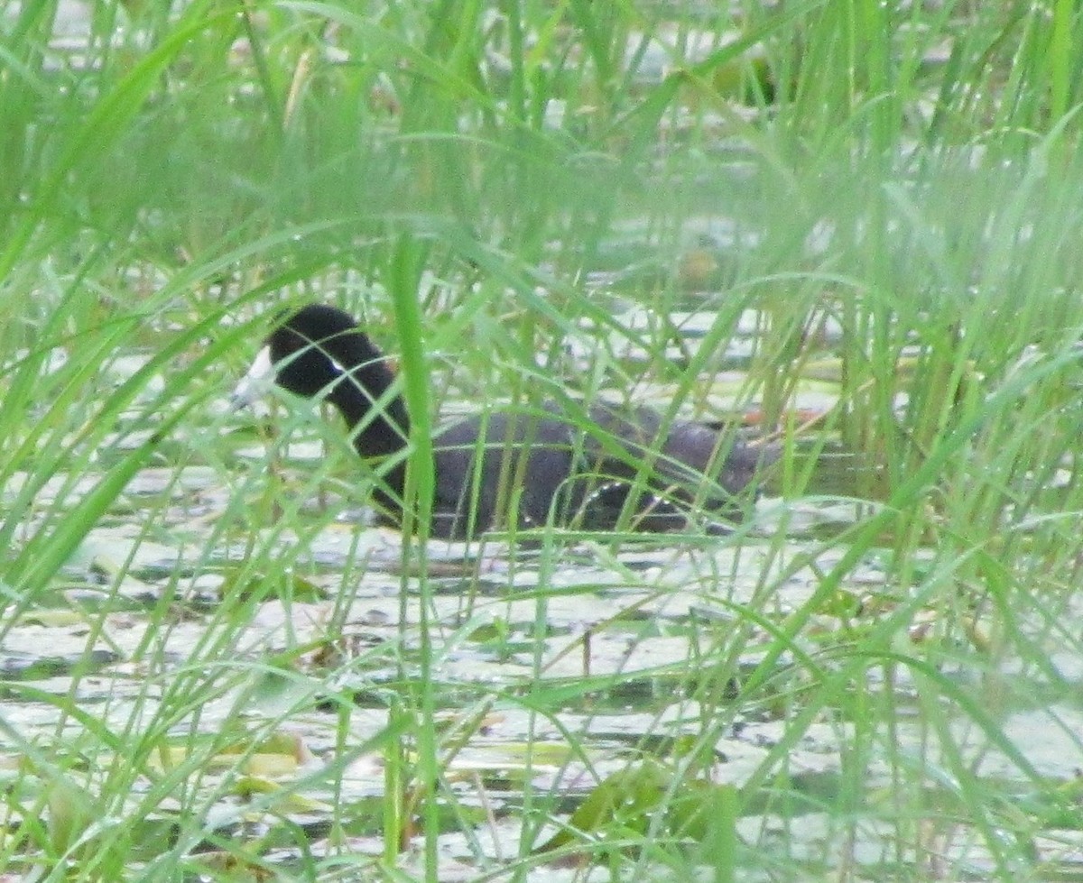 American Coot - ML638300804