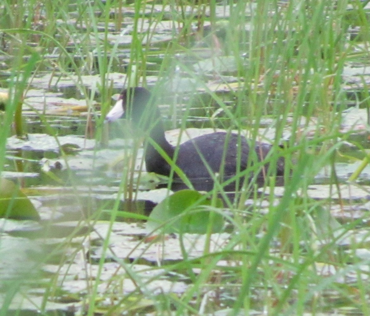 American Coot - ML638300805