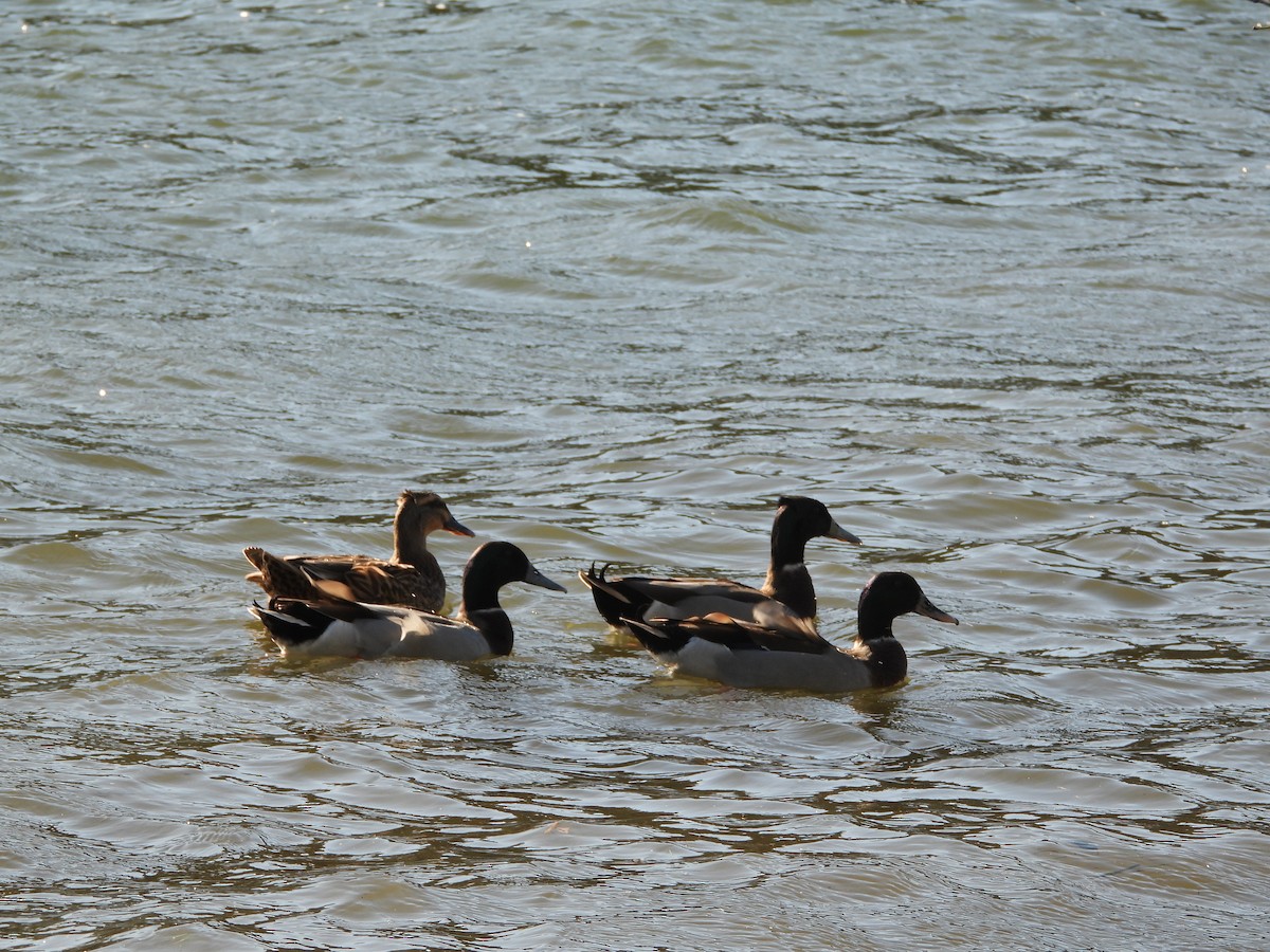 Mallard x Pacific Black Duck (hybrid) - ML638300807