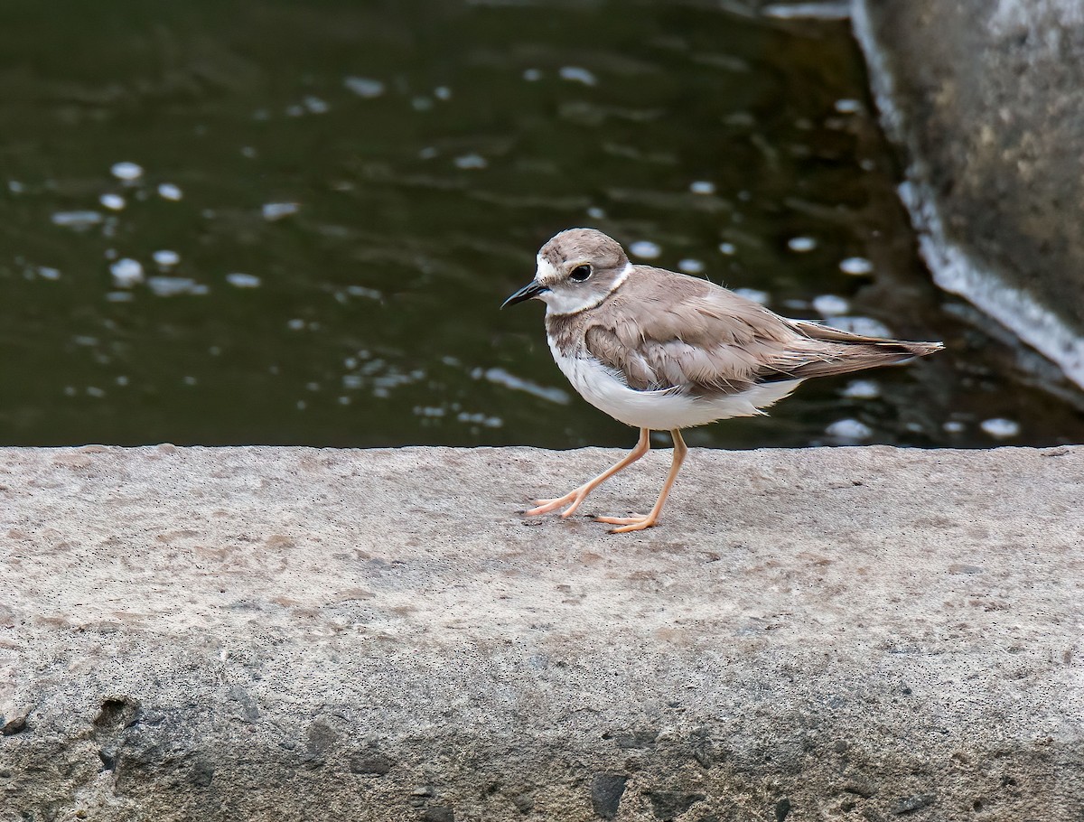 Long-billed Plover - ML638300809