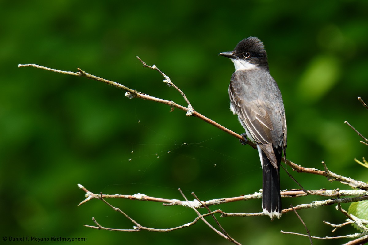 Eastern Kingbird - ML638300811