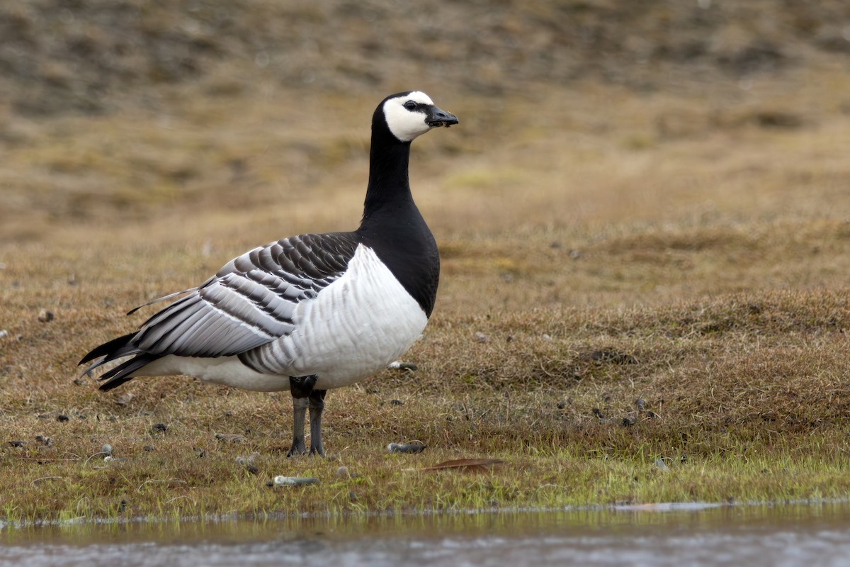 Barnacle Goose - ML638300817