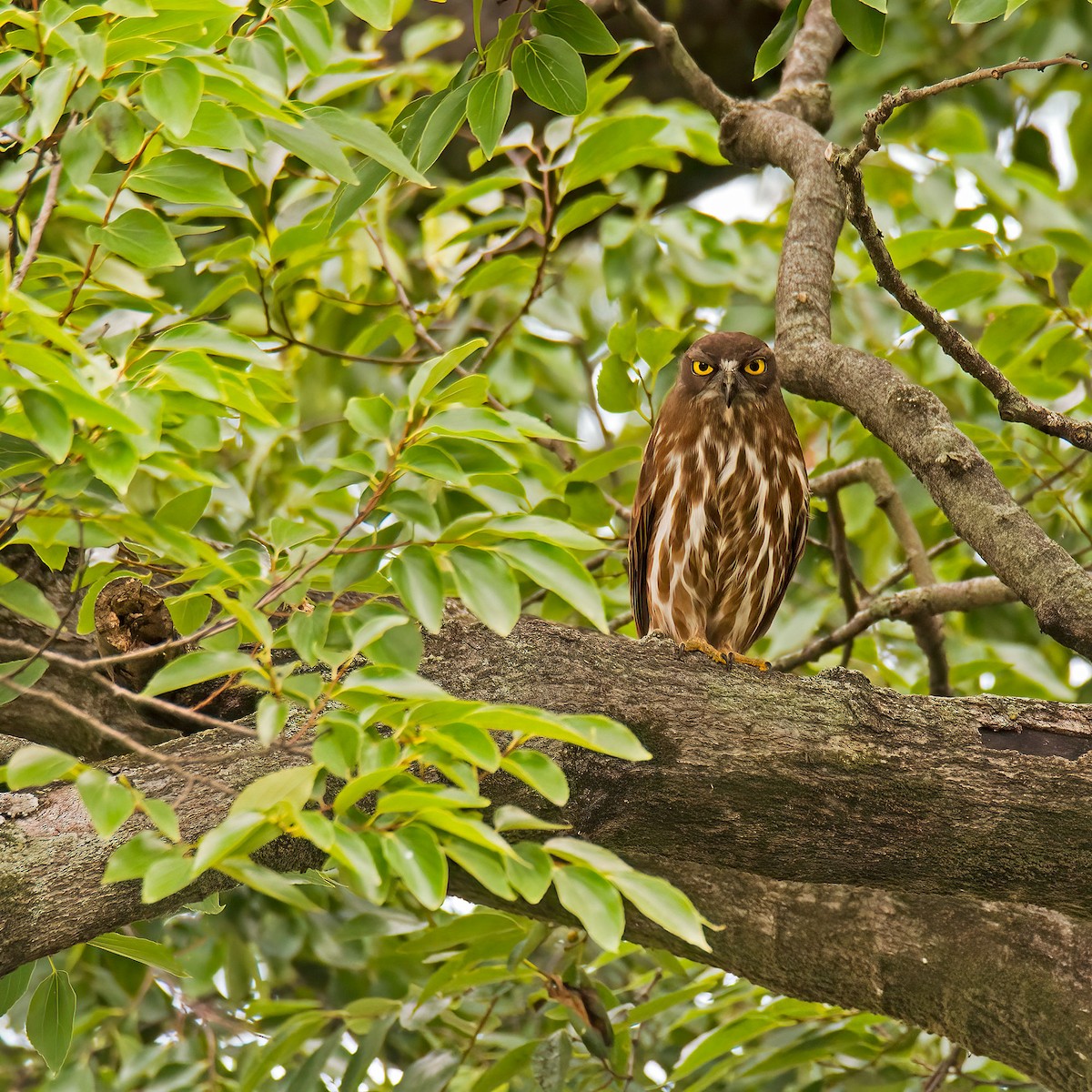 アオバズク - ML638300820