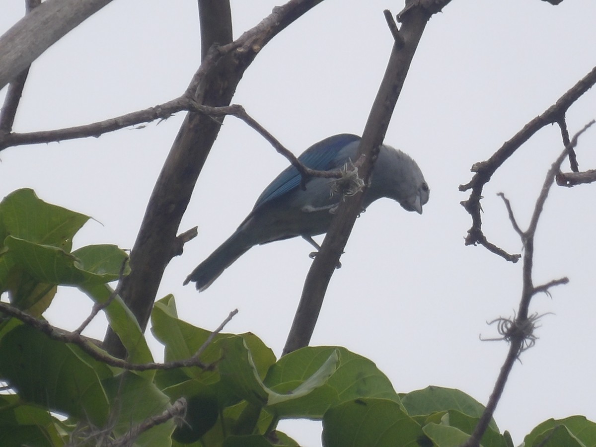 Blue-gray Tanager (Blue-gray) - ML638300822