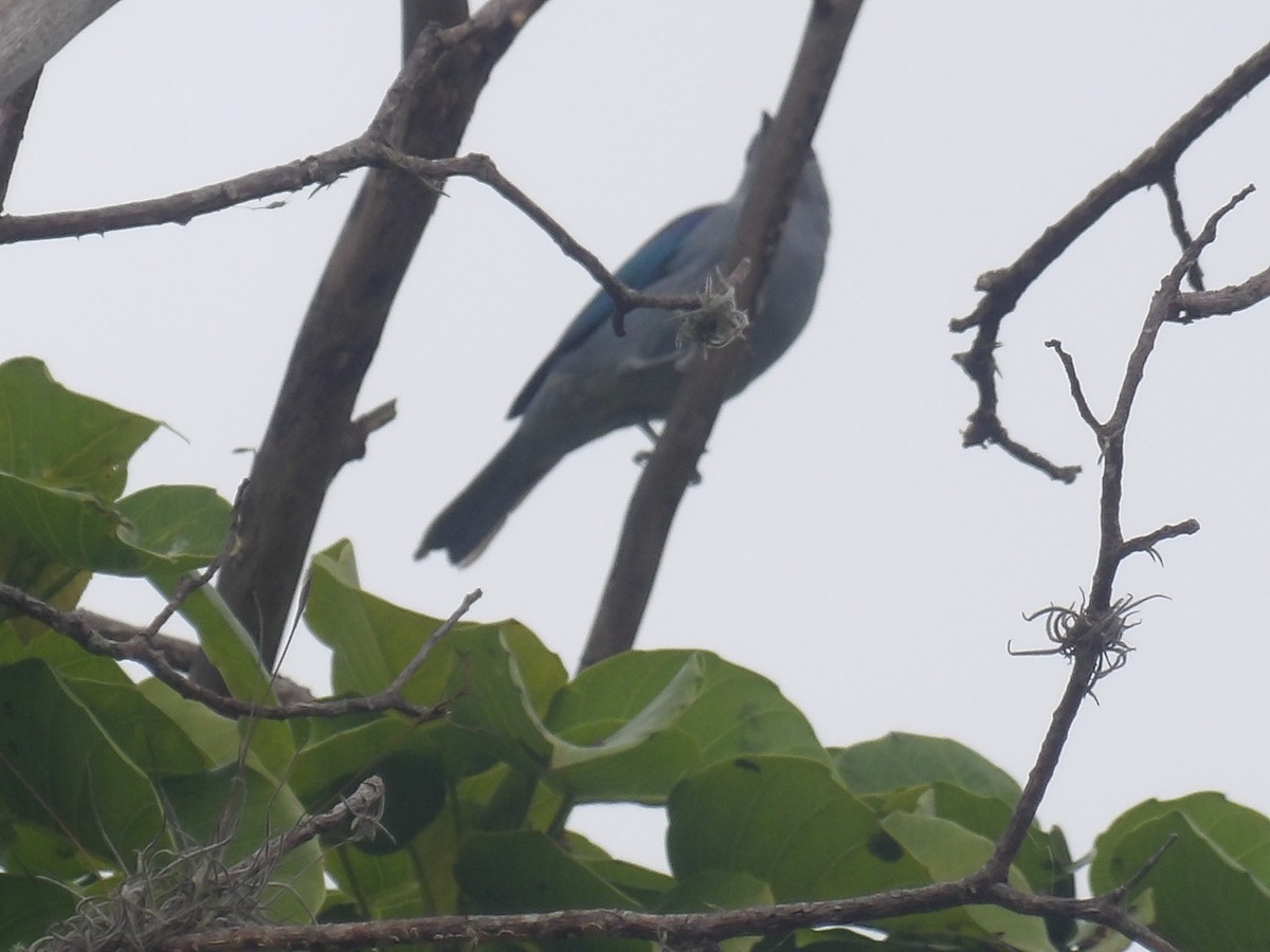 Blue-gray Tanager (Blue-gray) - ML638300823