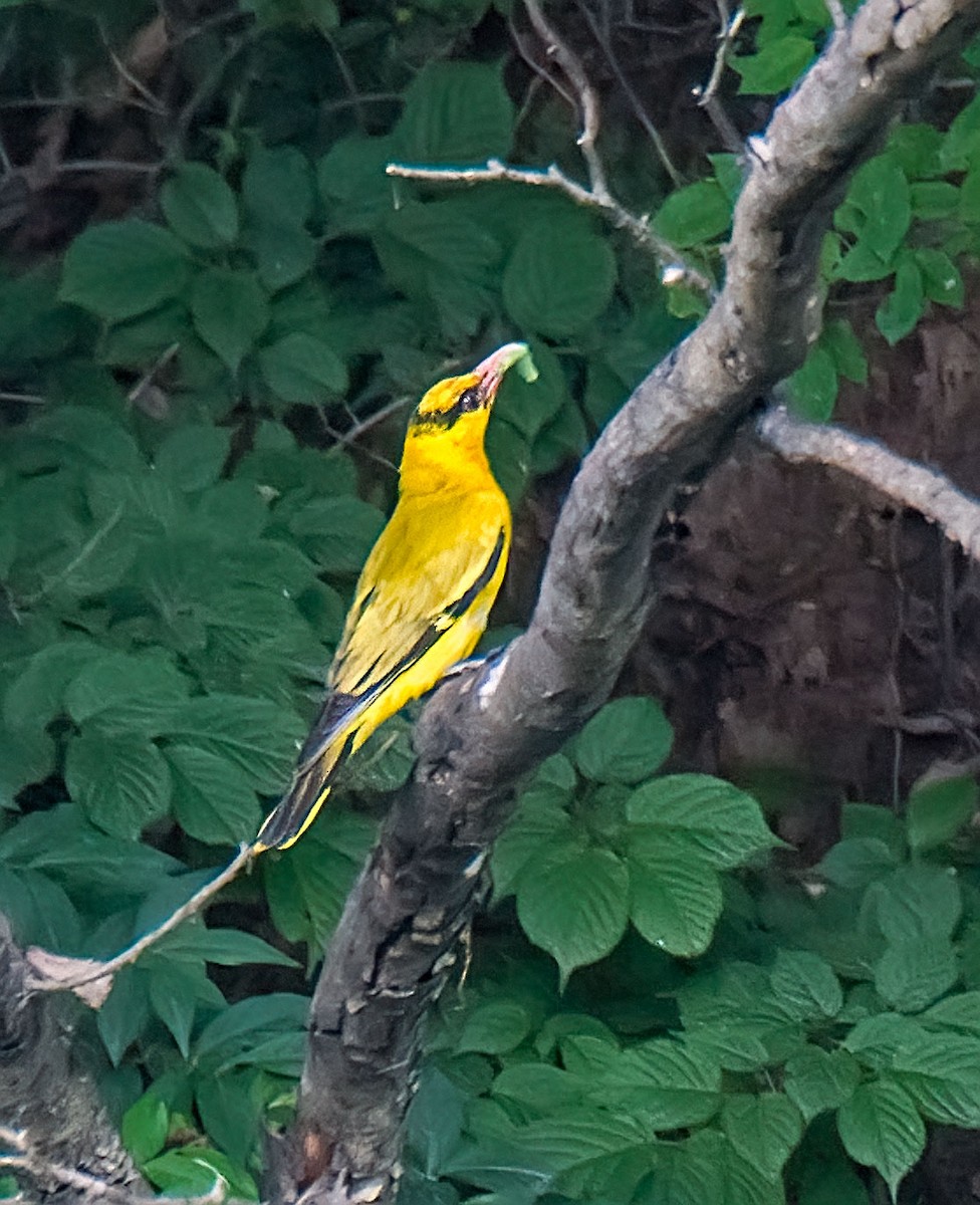Black-naped Oriole - ML638300824