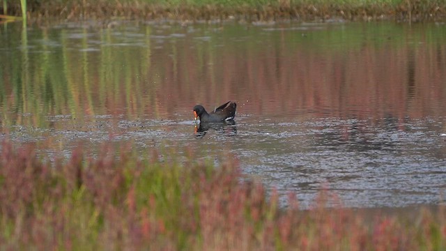Common Gallinule - ML638300826