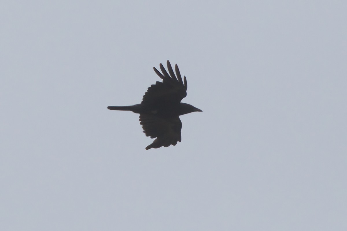 American Crow - ML638300828