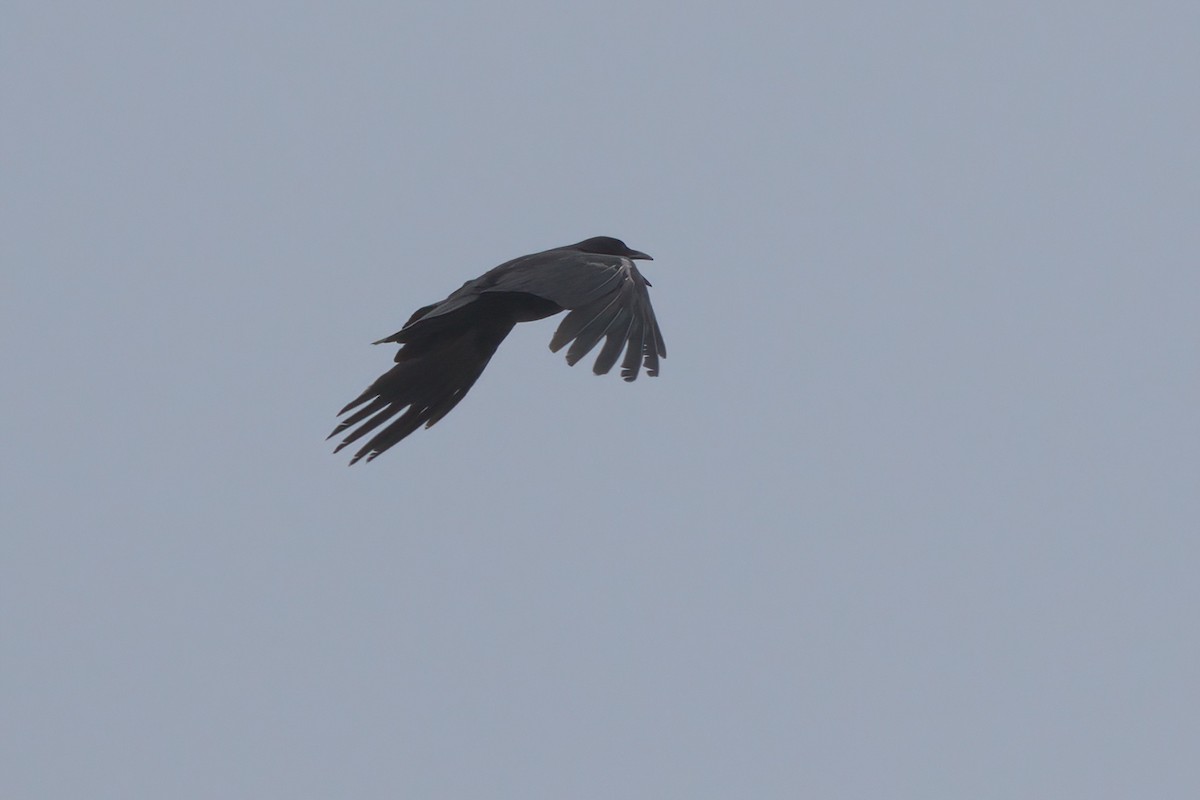 American Crow - ML638300829