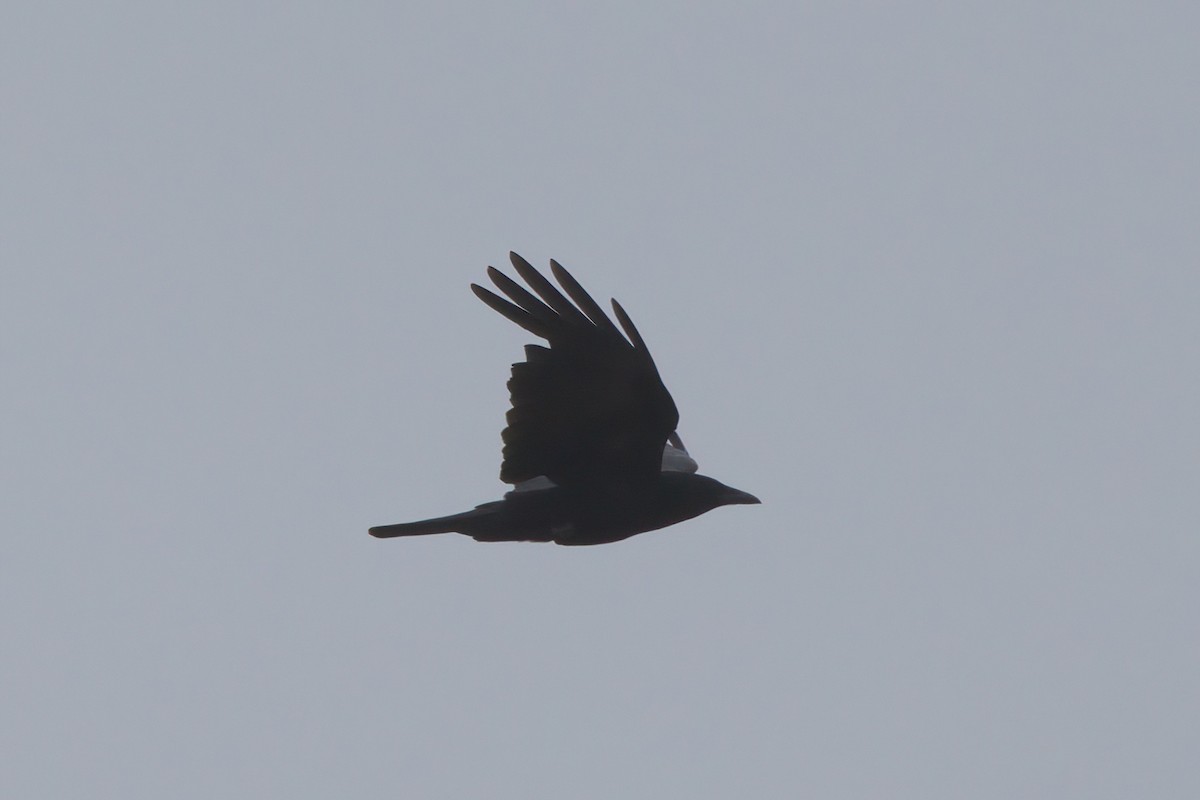 American Crow - ML638300830