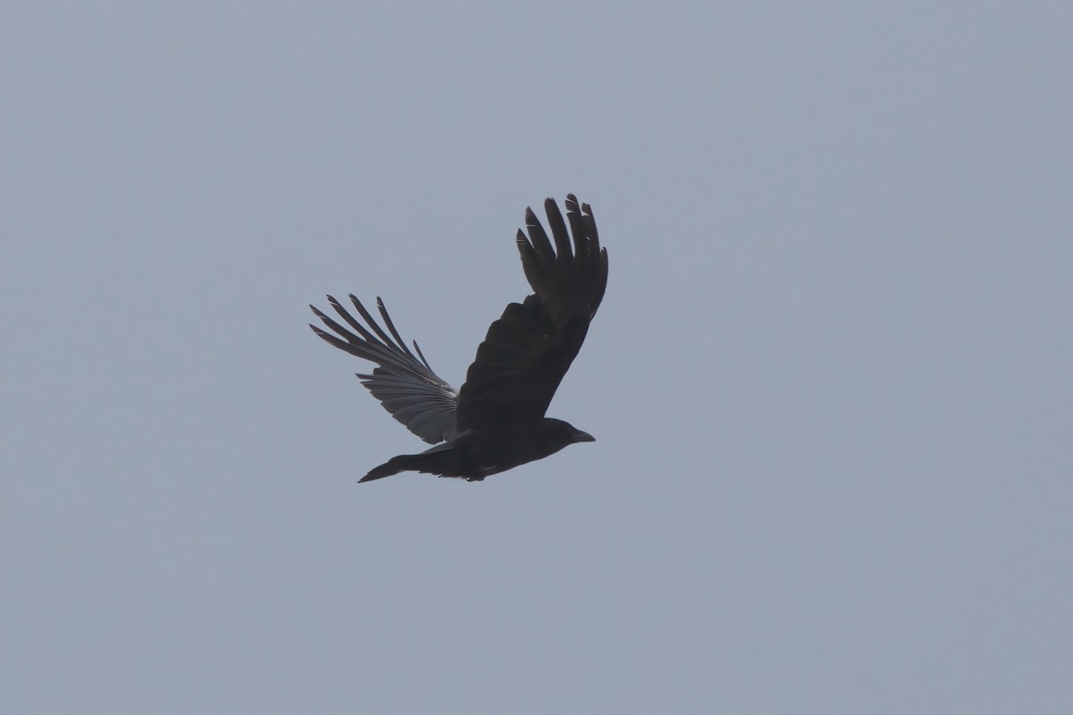 American Crow - ML638300831