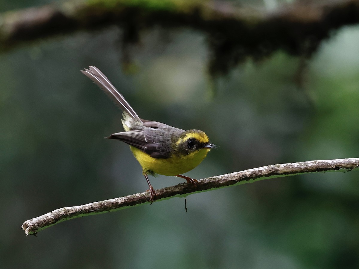 Yellow-bellied Fairy-Fantail - ML638300832