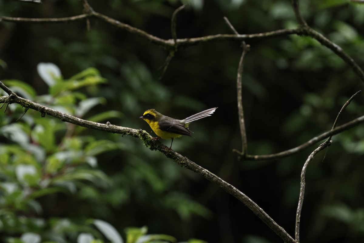 Yellow-bellied Fairy-Fantail - ML638300833