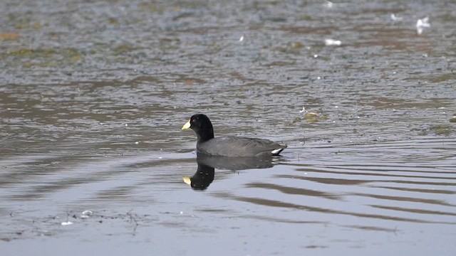 White-winged Coot - ML638300834