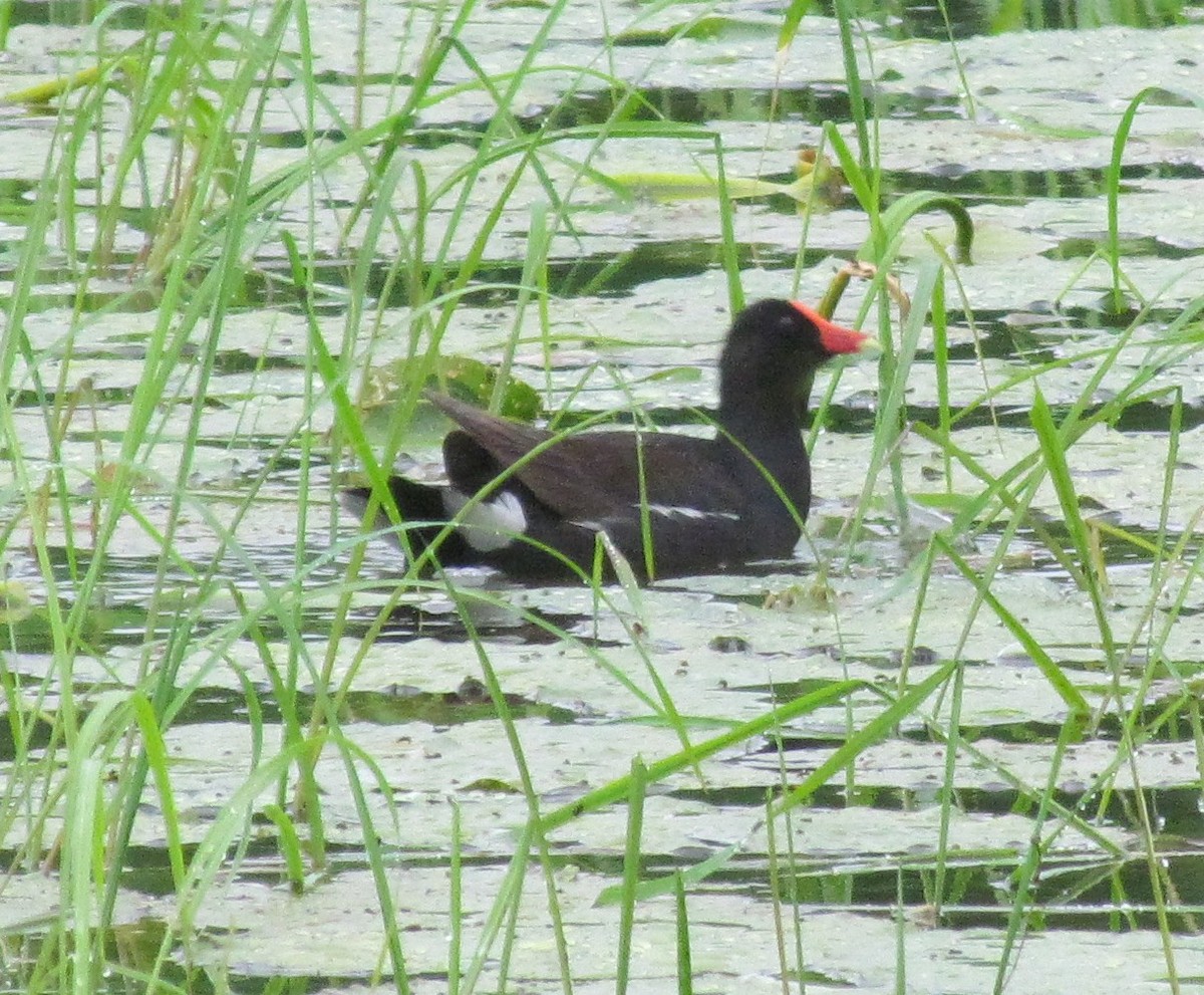 Common Gallinule - ML638300837