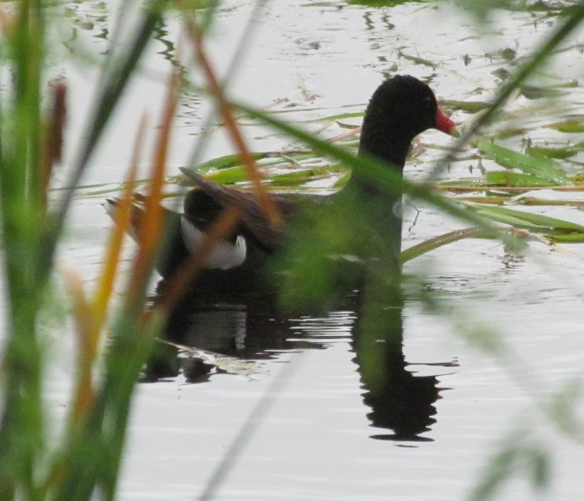 Common Gallinule - ML638300838