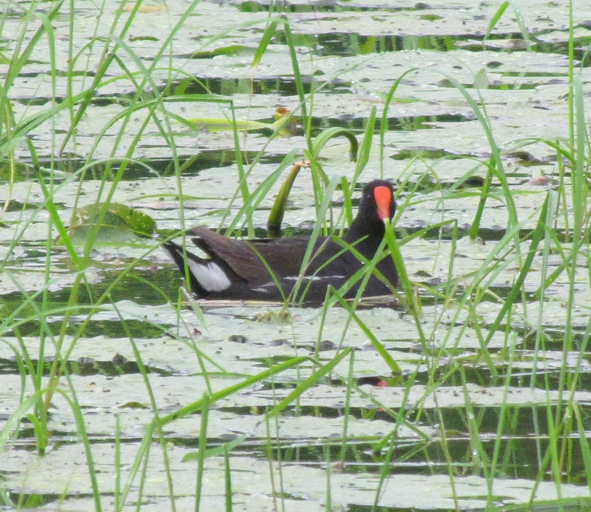 Common Gallinule - ML638300839