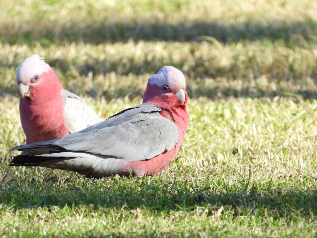 Galah - ML638300848