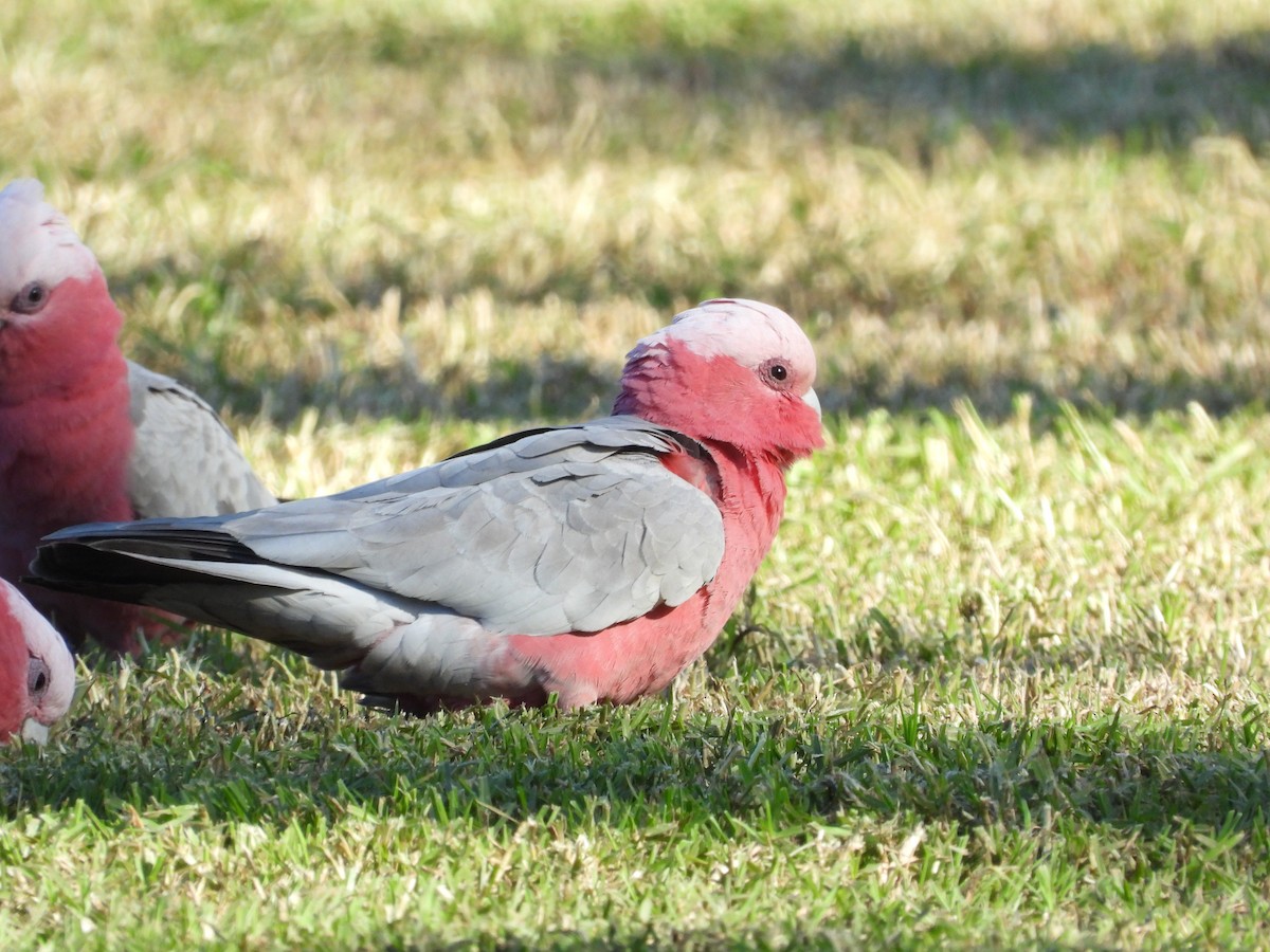Galah - ML638300849