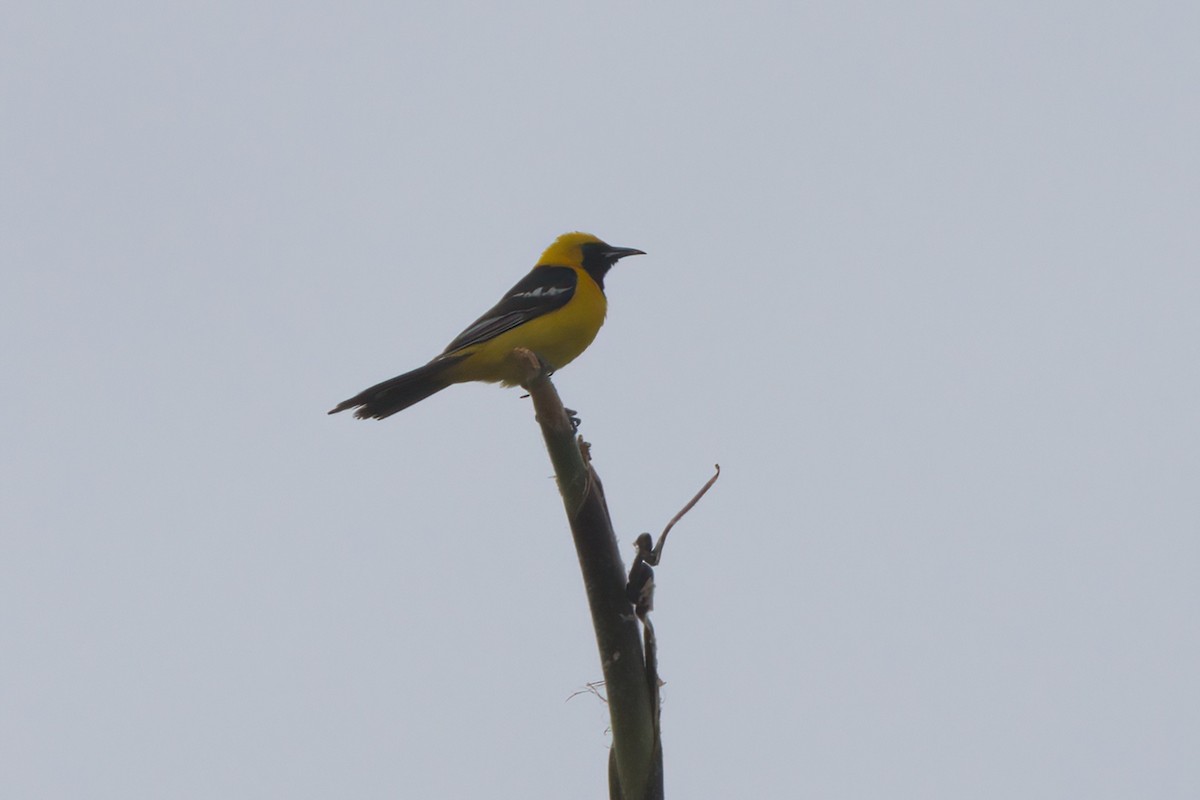 Hooded Oriole - ML638300852