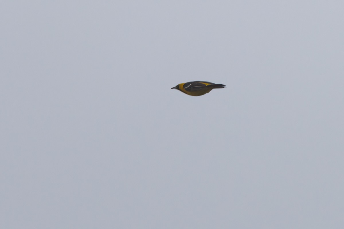 Hooded Oriole - ML638300853