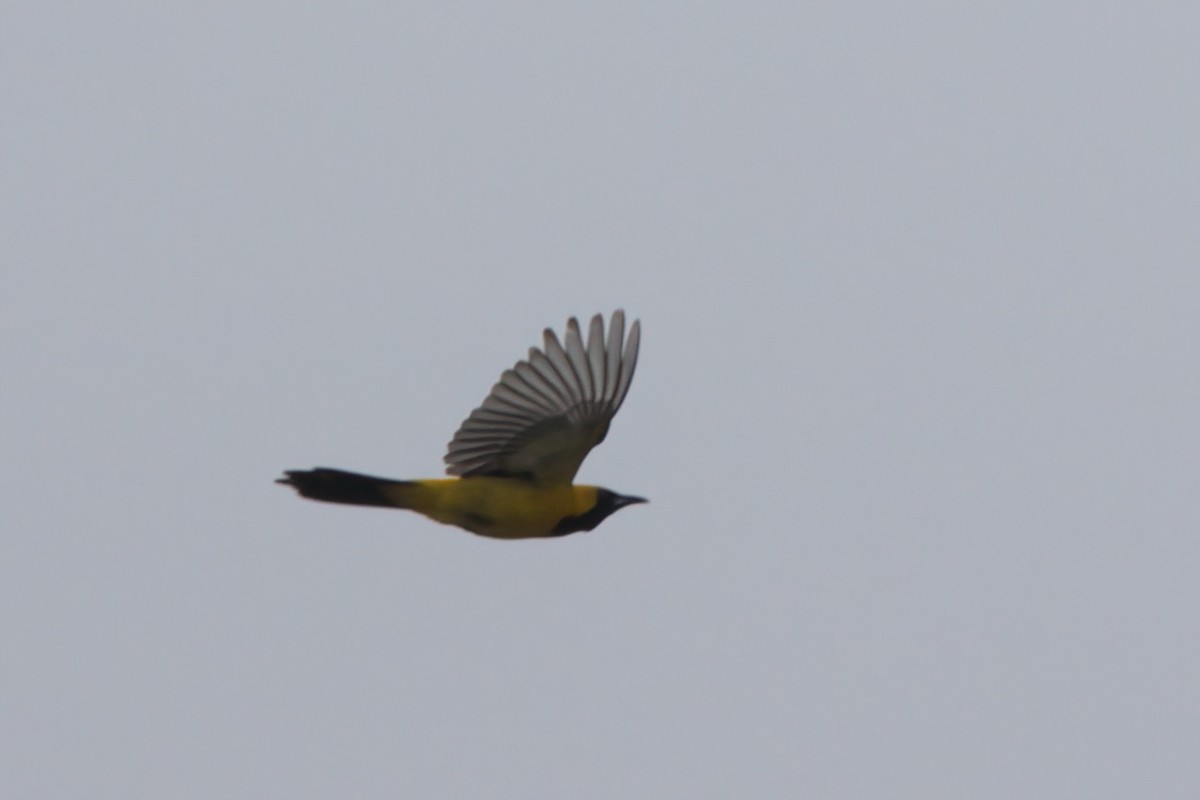 Hooded Oriole - ML638300854