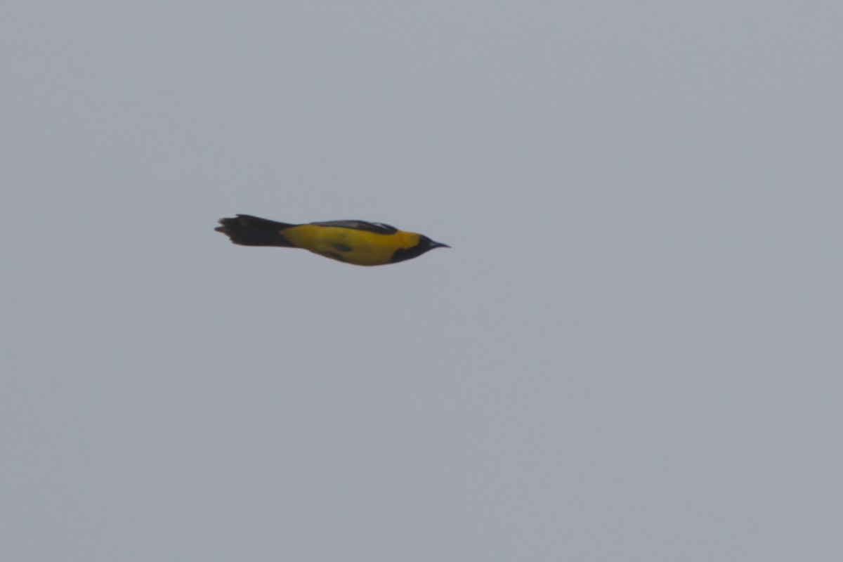 Hooded Oriole - ML638300855