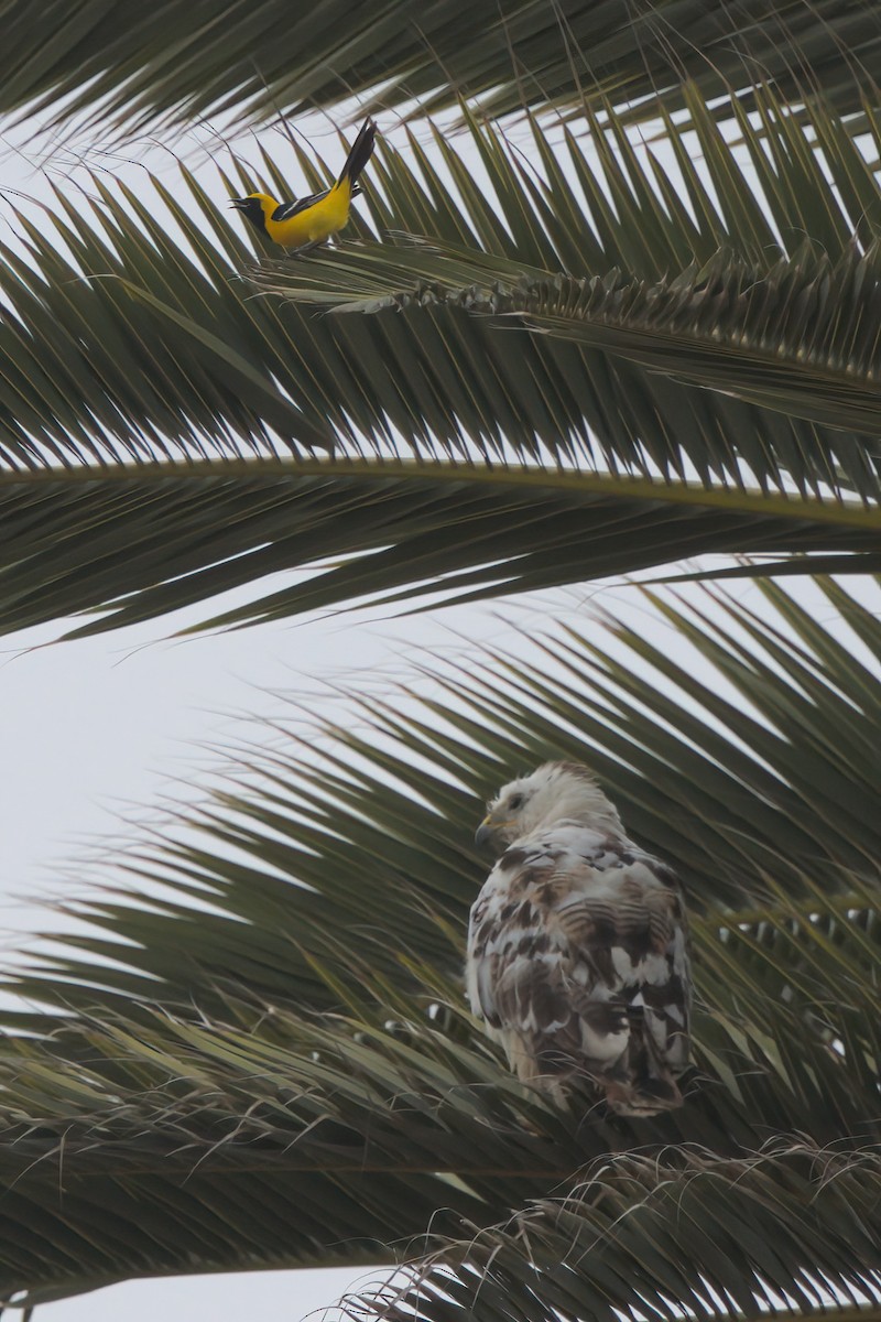 Hooded Oriole - ML638300857