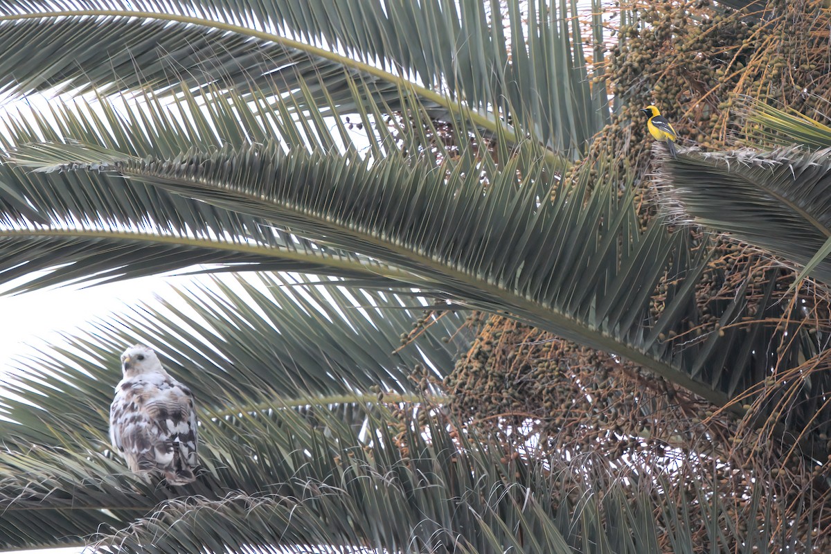 Hooded Oriole - ML638300860