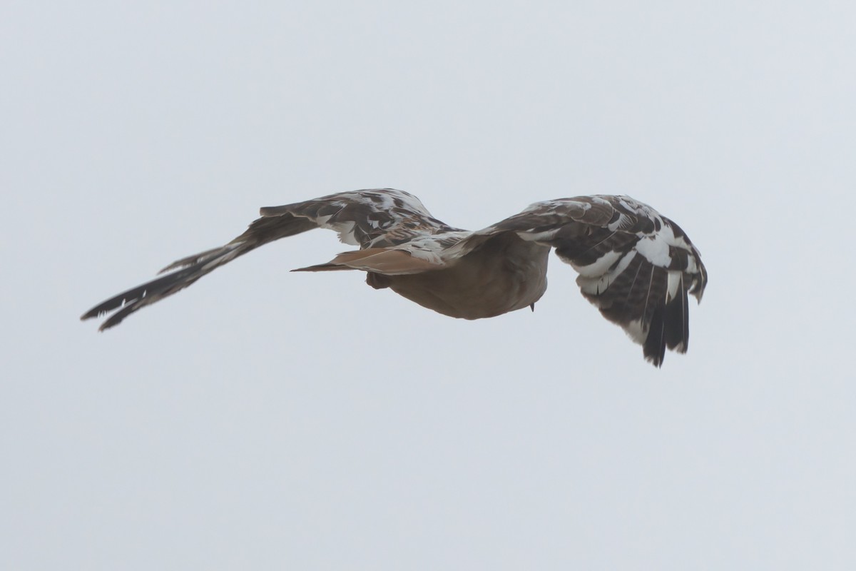 Red-tailed Hawk - ML638300896