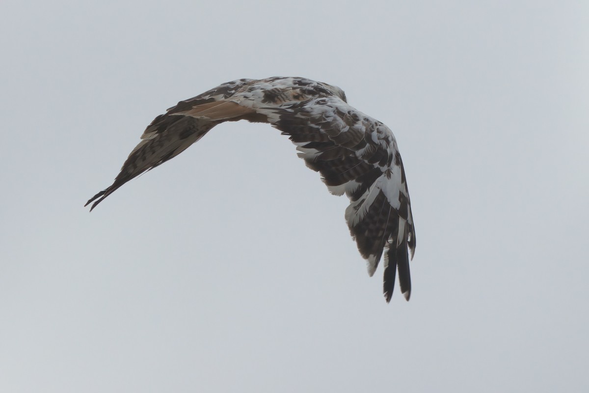 Red-tailed Hawk - ML638300898