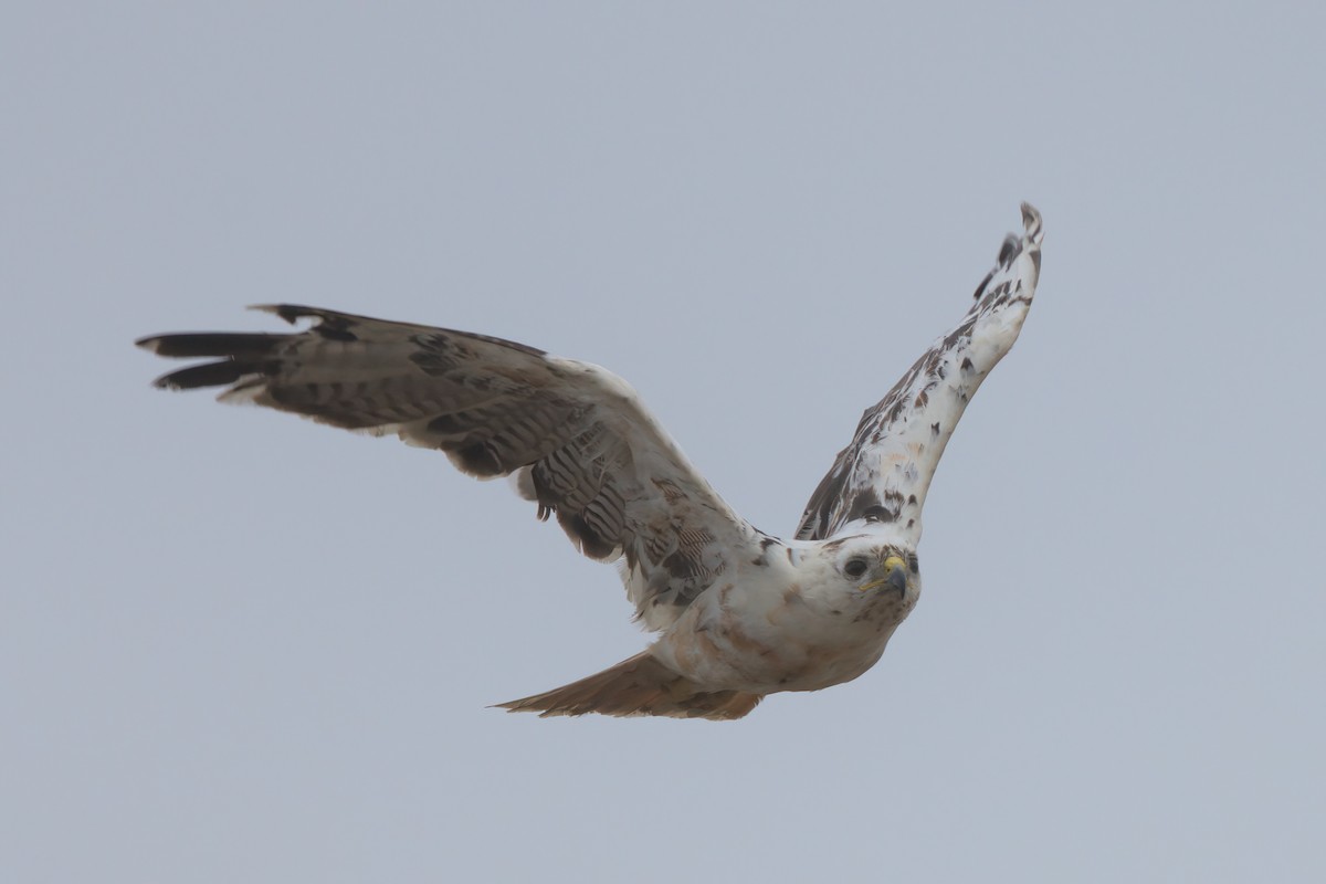 Red-tailed Hawk - ML638300899