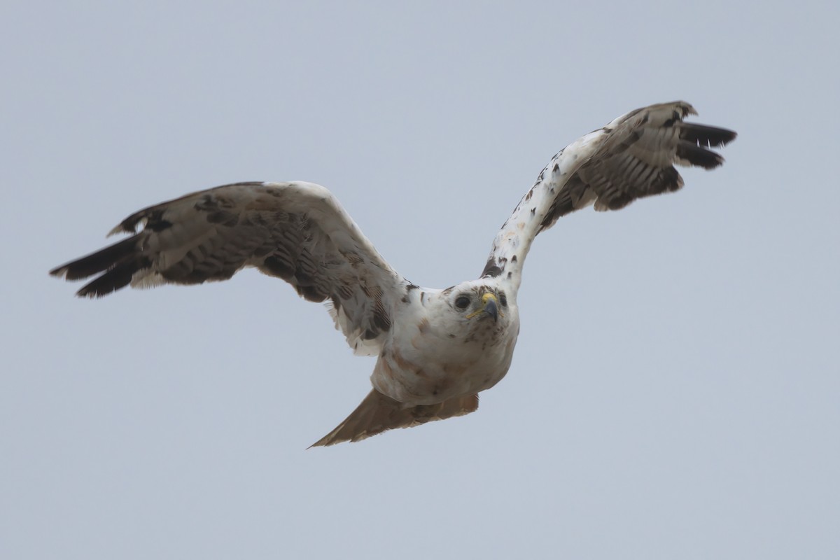 Red-tailed Hawk - ML638300900