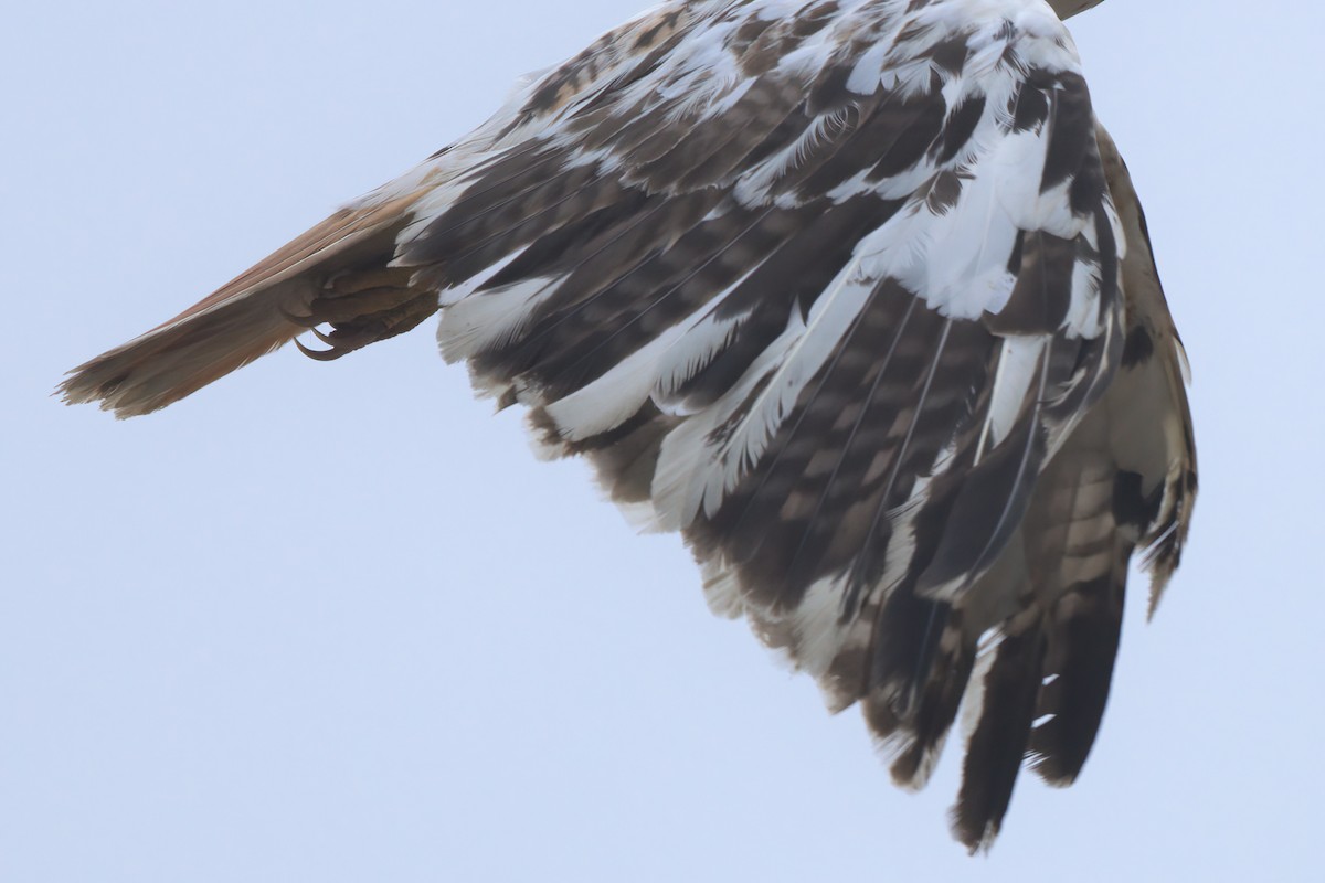 Red-tailed Hawk - ML638300903